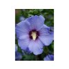 Ibišek syrský Sup'Blue 'Minsyrori5'  Hibiscus syriacus Sup'Blue 'Minsyrori5'