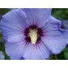 Ibišek syrský Sup'Blue 'Minsyrori5'  Hibiscus syriacus Sup'Blue 'Minsyrori5'
