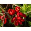 Chaenomeles Hot Fire (1)