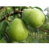 Hrušeň 'Lucasova'  Pyrus communis 'Lucasova'