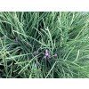 pinus nigra