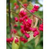 brslen 20
