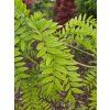 Gleditsia Bujotti (1)
