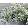 origanum dictamnus