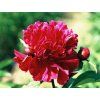 Pivo�ka l�ka�sk� �Anemoniflora�2