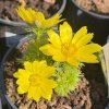Hlaváček jarní - Adonis vernalis  Adonis vernalis