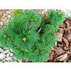 Pivoňka úzkolistá (koprolistá) - Paeonia tenuifolia  Paeonia tenuifolia