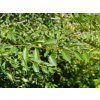 ulmus 3