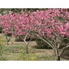 prunus persica 4