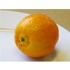 Mandarinka 'Fina'  Citrus clementine 'Fina'