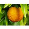 Mandarinka 'Fina'  Citrus clementine 'Fina'