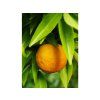 Mandarinka 'Fina'  Citrus clementine 'Fina'