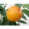 Mandarinka 'Marisol'  Citrus clementine 'Marisol'