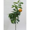 Mandarinka 'Marisol'  Citrus clementine 'Marisol'
