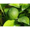 Mandarinka 'Kawano'  Citrus unshiu 'Kawano'