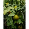 Mandarinka 'Kawano'  Citrus unshiu 'Kawano'