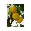 Mandarinka 'Shivamikan'  Citrus leiocarpa 'Shivamikan'