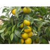 Mandarinka 'Shivamikan'  Citrus leiocarpa 'Shivamikan'