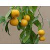 Mandarinka 'Honikan'  Citrus reticulata 'Honikan'