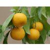 Mandarinka 'Honikan'  Citrus reticulata 'Honikan'