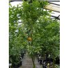 Mandarinka 'Nova'  Citrus sp.' Nova'