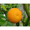 Mandarinka 'Nova'  Citrus sp.' Nova'