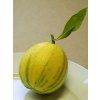 Pomerančovník 'Coditiana'  Citrus sinensis 'Coditiana'