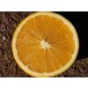 Pomerančovník 'Lane Late'  Citrus sinensis 'Lane Late'