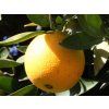 Pomerančovník 'Lane Late'  Citrus sinensis 'Lane Late'