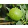Pomerančovník 'Morita'  Citrus sinensis 'Morita'