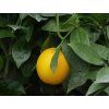 Pomerančovník 'Morita'  Citrus sinensis 'Morita'