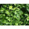 Pomerančovník 'Washington Navel'  Citrus sinensis 'Washington Navel'