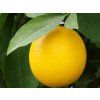 Pomerančovník 'Washington Navel'  Citrus sinensis 'Washington Navel'