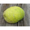 Citroník 'Izrael'  Citrus limon 'Izrael'