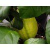 Citroník 'Izrael'  Citrus limon 'Izrael'