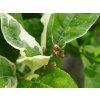 Cedrát 'Panache'  Citrus medica 'Panache'