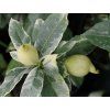 Cedrát 'Panache'  Citrus medica 'Panache'
