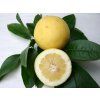 Grep 'Duncan'  Citrus paradisi 'Duncan'