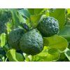 Mauricijská Papeda - kafrová limetka  Citrus hystrix DC.