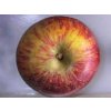Jabloň 'Bláhova Reneta'  Malus domestica 'Bláhova Reneta'