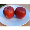 Jabloň 'Cornwallské hřebíčkové'  Malus domestica 'Cornwallské hřebíčkové'