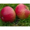 Jabloň 'Gdaňský Hranáč'  Malus domestica 'Gdaňský Hranáč'