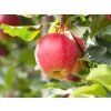 Jabloň 'Gala'  Malus domestica ´Gala´