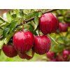 Jabloň 'Gala'  Malus domestica ´Gala´