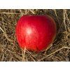 Jabloň 'Katia'  Malus domestica 'Katia'
