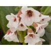 Bergénie Dragonfly 'Angel Kiss' - Bergenia Dragonfly 'Angel Kiss'  Bergenia Dragonfly 'Angel Kiss'