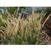 Pennisetum Fairy Tails (2)