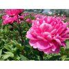 Pivoňka čínská 'Jadwiga' - Paeonia lactiflora 'Jadwiga'  Paeonia lactiflora 'Jadwiga'