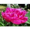 Pivoňka čínská 'Jadwiga' - Paeonia lactiflora 'Jadwiga'  Paeonia lactiflora 'Jadwiga'