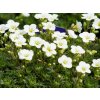 Saxifraga White Star (1)